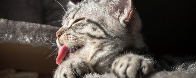 猫咪舔人含义(猫咪舔人表示什么)