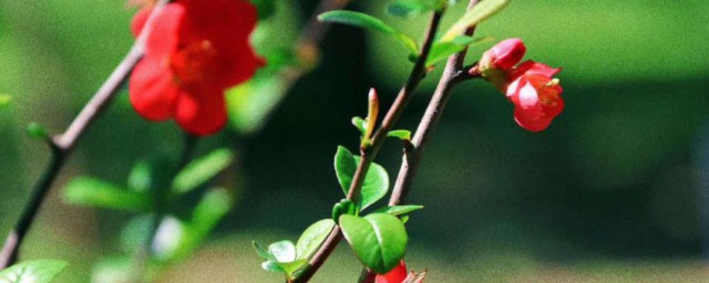 立春祝福语短句朋友圈文案(朋友圈新春祝福文案)