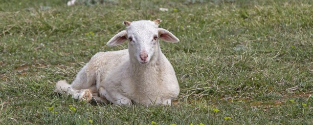 羊外腰有什么功效与作用(羊外腰有什么好处)