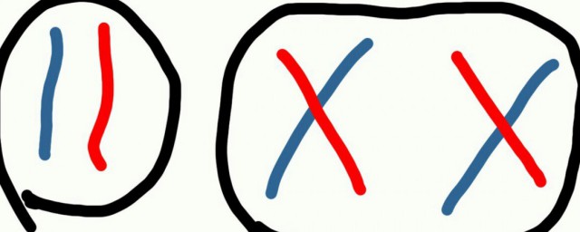 同源染色体简单介绍(同源染色体是怎么形成的)