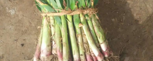 蒜苗怎样储存(蒜苗咋样保存)