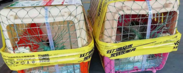可以托运宠物的物流介绍(什么托运可以运宠物)