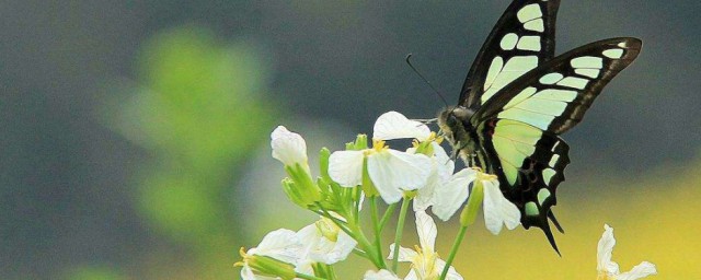 脱变的意思(蜕变是什么意思)