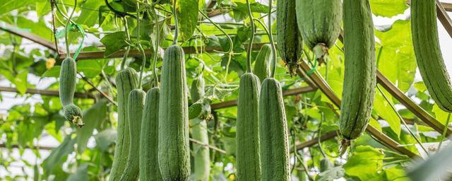 请问丝瓜如何储存(丝瓜怎么保存呢)