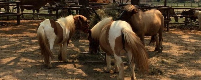 种马意思是什么(我是种马是什么意思)