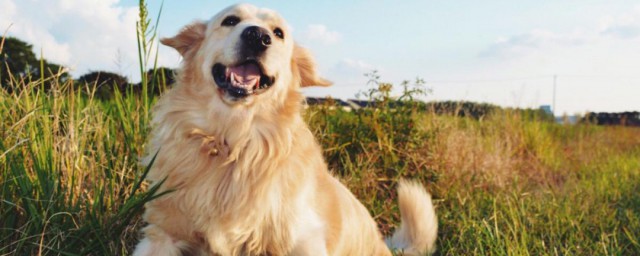 宠物能带出国吗(把宠物带出国需要什么手续)