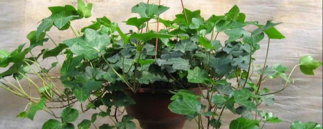 常青藤的寓意(常青藤寓意什么)