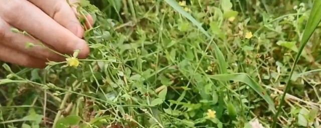 夏季如何储存干草(干草药夏季怎么存放)