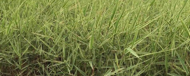 如何储存新鲜的芦苇叶(苇叶如何保鲜)