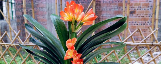 养好君子兰方法(君子兰怎样养法)