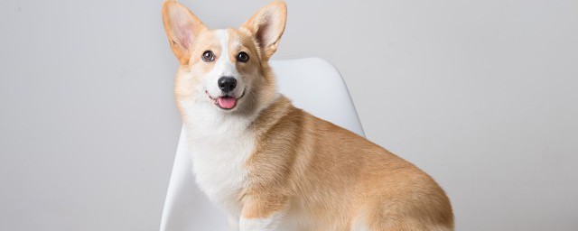 坐大巴为什么不能带宠物(坐大巴是否可以带宠物)