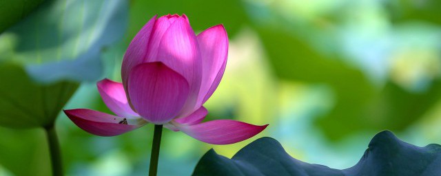 梦见荷叶的寓意(梦到荷花叶预示什么意思)