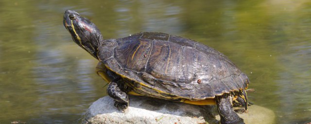 当王八了的意思(为什么说当王八)