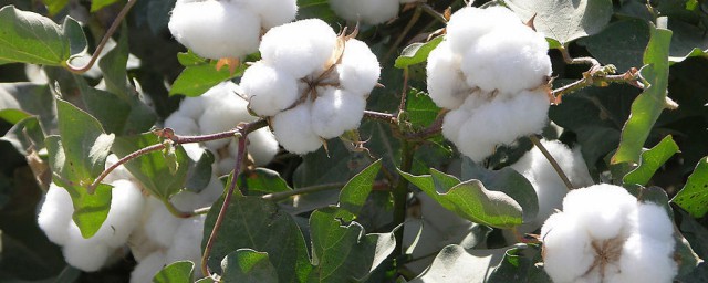 棉花是不是植物的花(请问棉花是植物的花吗)