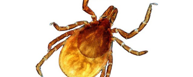 蜱虫的相关知识(蜱虫 百科)