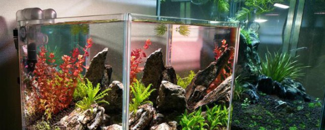 去除鱼缸中的涡虫准确方法有哪些(什么鱼除涡虫)