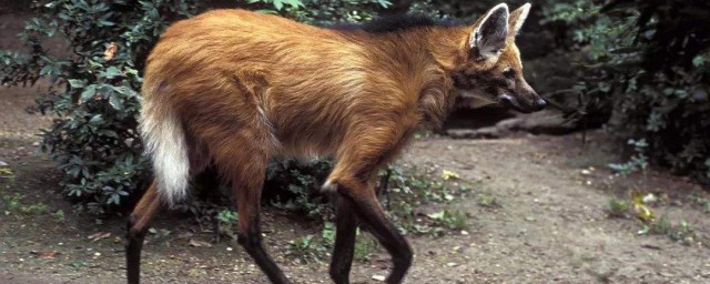 具体什么是一条腿的动物(一条腿的动物有)