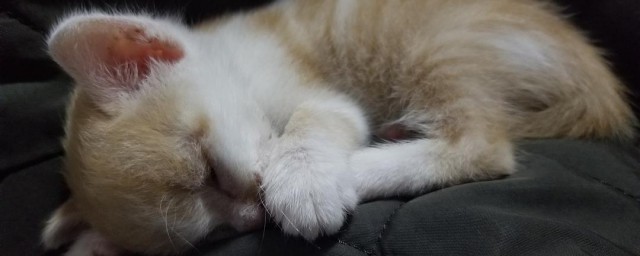 猫舔爪子的意思(猫舔爪子表情意味着什么)