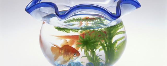 鱼缸里怎么才有浮游生物(鱼缸里的浮游生物对鱼有害吗)