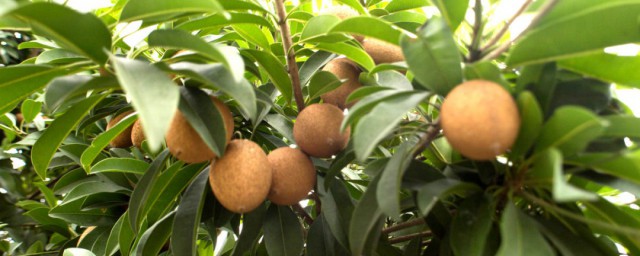 种果树方法(怎么种树果)