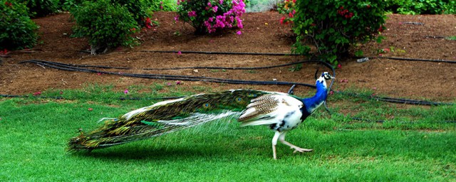 花孔雀的解释(孔雀指的是什么)
