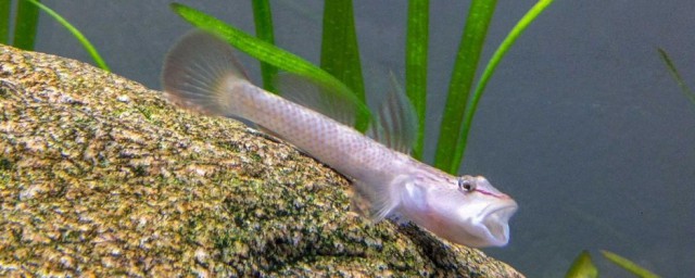 怎样辨别鱼饿了鱼缸太小鱼会死吗