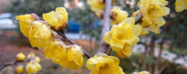 梅花卷指的是什么(梅花指的是什么花)