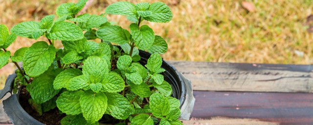 薄荷晒干保存的方法(怎么晒薄荷干)