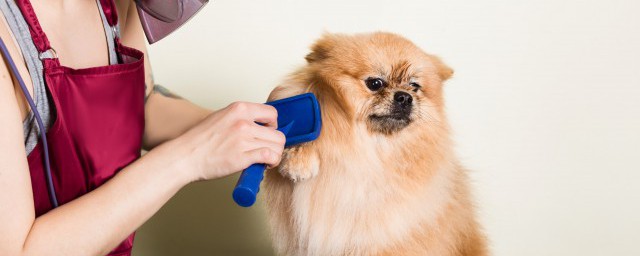 16个不能养边牧的理由是什么(16个不能养边牧的理由养边牧的好处和坏处)