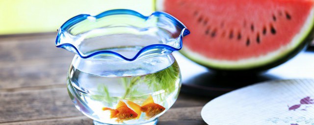 多宝鱼如何养殖(多宝鱼怎么养殖方法)