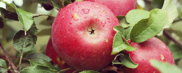 梦见红苹果的寓意(梦见红红的苹果是什么意思)