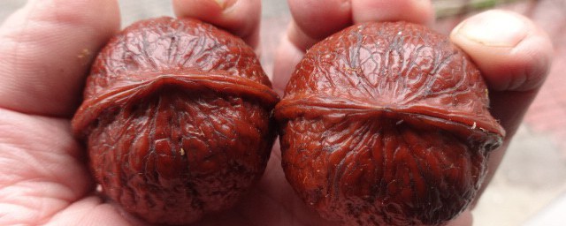 铁核桃是什么(铁核桃是什么品种)