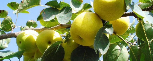 梨子是碱性的吗(梨是酸性物质还是碱性物质)