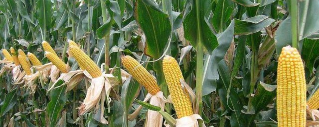 玉米怎么去雄(玉米去雄的方法和注意事项)