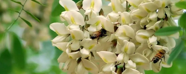 如何炮制槐花(槐花制作过程)