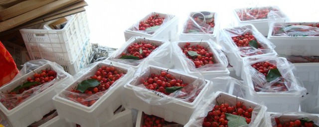 快递樱桃如何包装不会坏(小樱桃怎么快递不会坏)