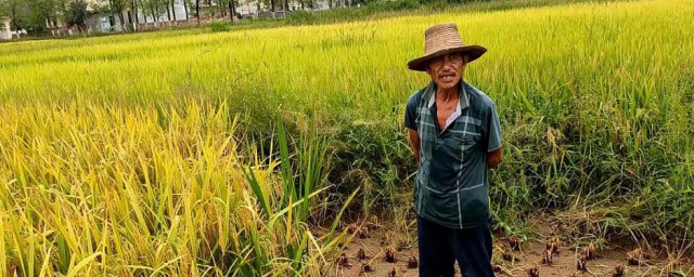 冬天农民伯伯在干嘛(秋天农民伯伯要干嘛)