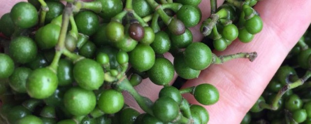 木姜子如何熬木姜油(木姜子油制作方法)