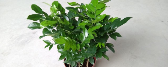 最耐阴的十大室内植物有哪些(室外最耐阴的十大漂亮植物)