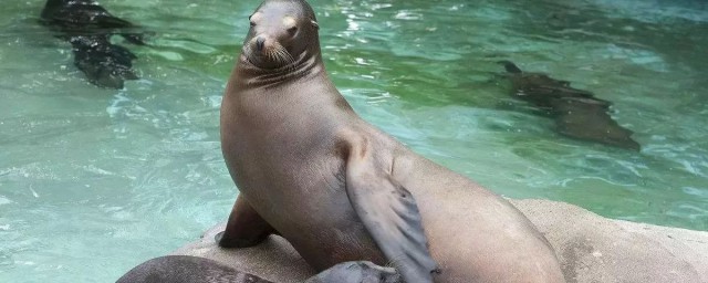 海豹和海狮的区别简单介绍(海豹跟海狮有什么区别)