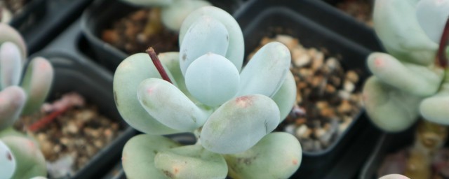 最容易养的多肉有哪些(哪几种多肉最好养)