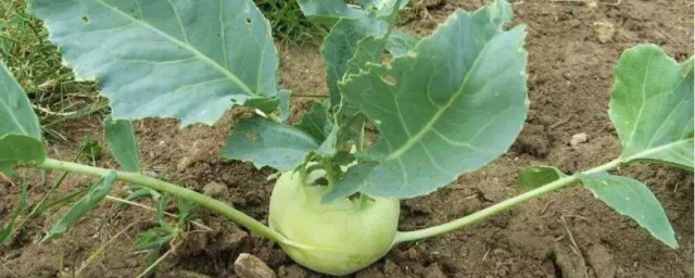 绿萝卜储存方法(冬天绿萝卜怎样存放)