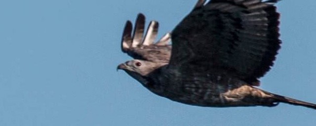 鸟中打猎王者(王者荣耀打什么出现飞鸟)