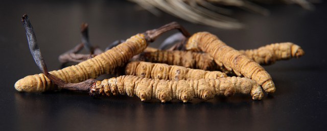 虫草炖鸽子有什么功效(鸽子汤炖虫草啥作用)