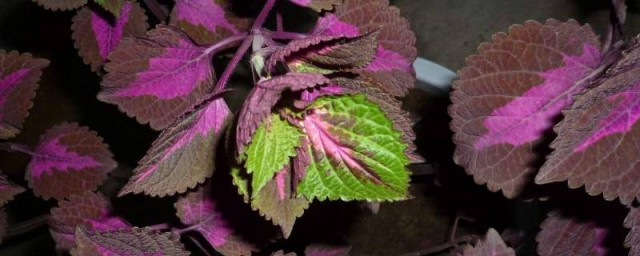 紫苏的保存方法(紫苏如何保鲜)