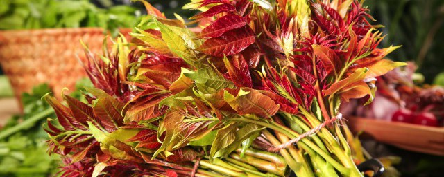 香椿在什么时候采摘(香椿一年有几次采摘)