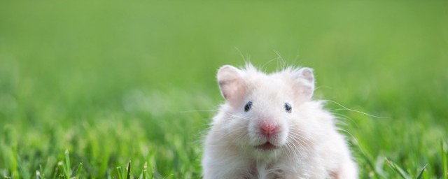 灭鼠方法(有什么快速有效灭鼠方法)