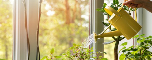 适合放客厅旺财而且对全家身体好的植物(卧室放什么植物旺财而且全家身体好)
