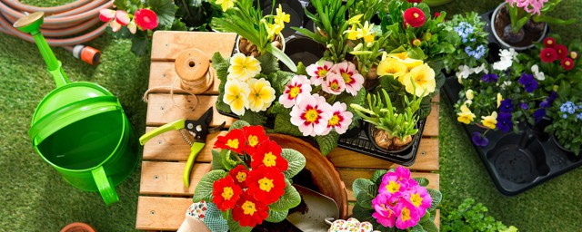 世界上最奇异的植物有哪些(世界上十大奇异的植物)