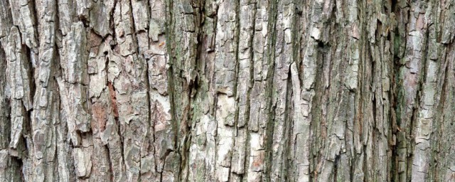 树皮的作用简单介绍(树皮对树起什么作用)